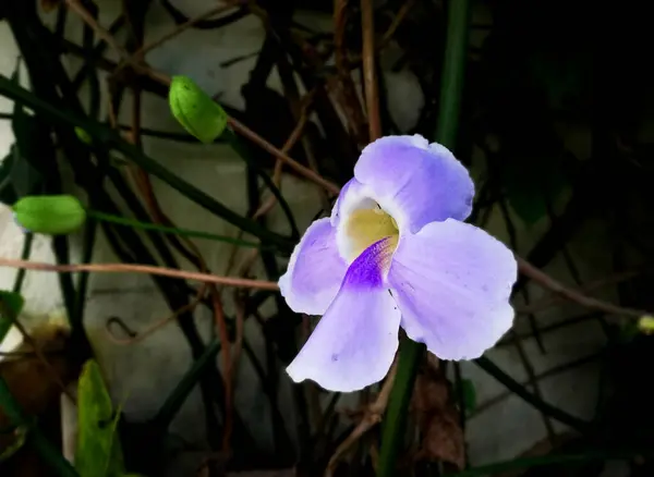 Небольшой Пурпурный Цветок Растет Свежим Саду — стоковое фото