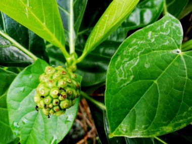 Noni fruit,growth fresh on the tree at the garden
