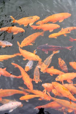 Turuncu, sarı, Koi Balığı grubu balık havuzunda yüzüyor.