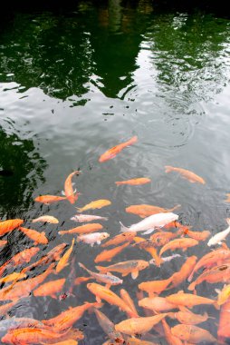 Turuncu, sarı, Koi Balığı grubu balık havuzunda yüzüyor.