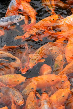 Turuncu, sarı, Koi Balığı grubu balık havuzunda yüzüyor.