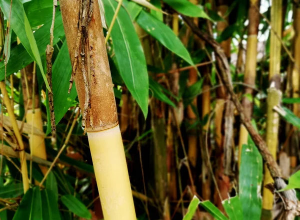 Close Árvore Bambu Amarelo Crescimento Jardim — Fotografia de Stock