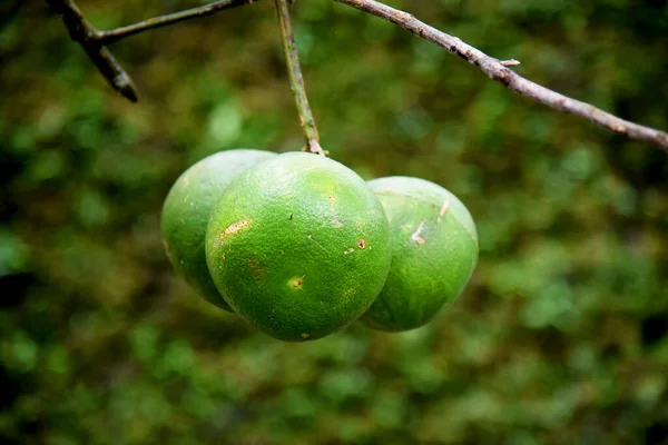 Three Pomelo Fruits Growth Fresh Tree Isolated Natur Bokeh Background — Stock Fotó