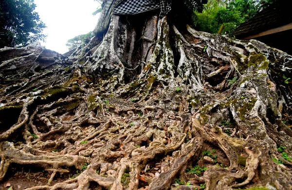 Big Banyan Árvore Com Textura Raiz Velha Crescimento Área Templo — Fotografia de Stock