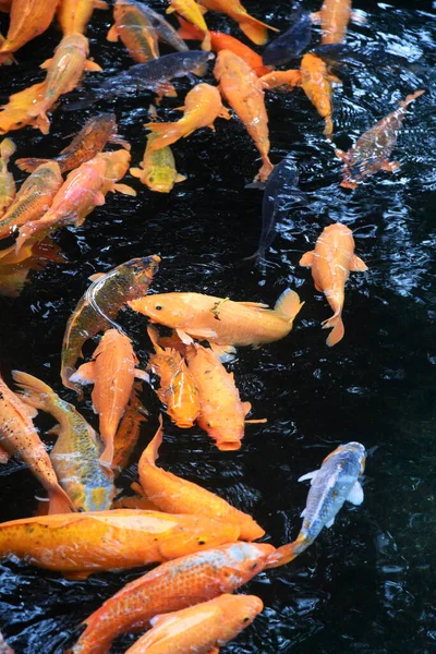 Group of orange,yellow,Koi Fish,swimming at the fish pond