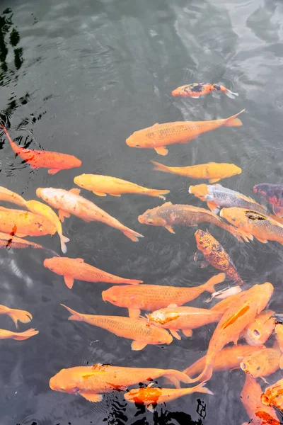 Group Orange Yellow Koi Fish Swimming Fish Pond — Stock Fotó