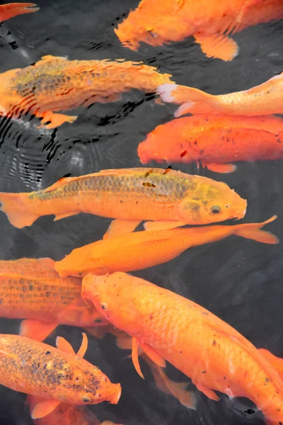 Group Orange Yellow Koi Fish Swimming Fish Pond — Stock Fotó