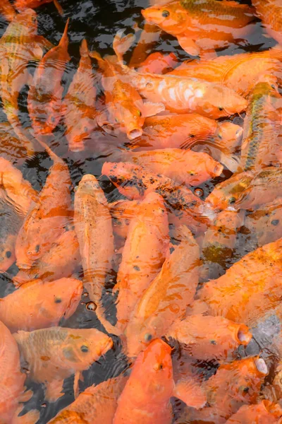 Group Orange Yellow Koi Fish Swimming Fish Pond — Stock Photo, Image