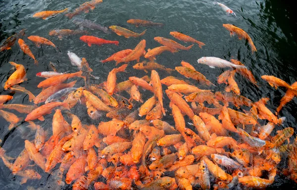 Group Orange Yellow Koi Fish Swimming Fish Pond — Stock Photo, Image