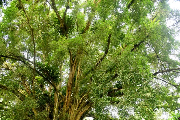 Big Banyan Baum Mit Alter Wurzelstruktur Wächst Tempelbereich Tampaksiring Gianyar — Stockfoto