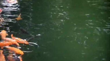 Turuncu, sarı, Koi Balığı grubu balık havuzunda yüzüyor.