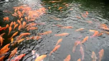 Turuncu, sarı, Koi Balığı grubu balık havuzunda yüzüyor.