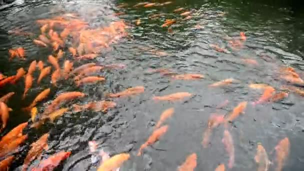 Группа Оранжевых Желтых Койских Рыб Купающихся Рыбном Пруду — стоковое видео