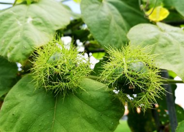 Tropical wild fruit plant names 