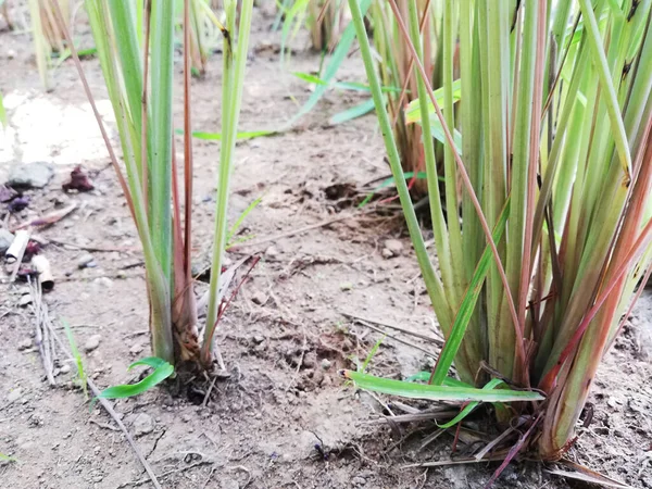 Lemon grass plant growth fresh at the graden in close up