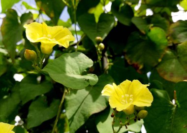 Tropical wild fruit plant names 