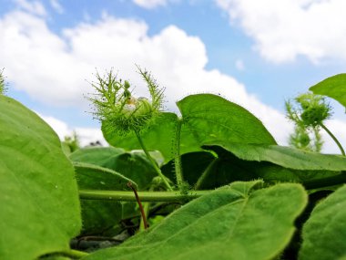 Tropical wild fruit plant names 