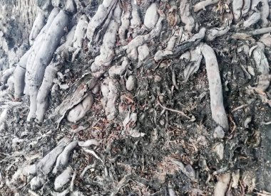 Close up of coconut tree root in brown color