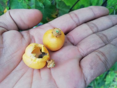 Tropical wild fruit plant names 