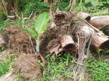 Banana tree growth fresh on banana plantation
