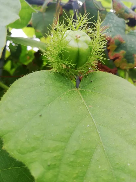 Tropical Wild Fruit Plant Names Rambusa Growth Wild Nature — Stok Foto