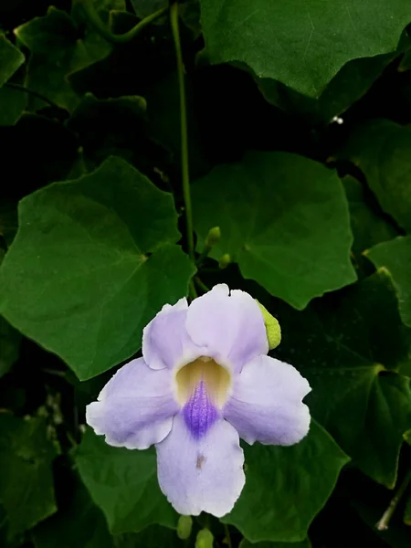 Purple Flower Growth Fresh Fence — стоковое фото