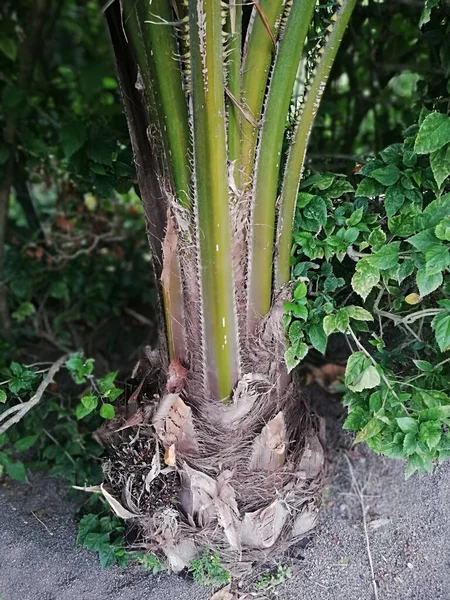 Palm Tree Growth Garden — Zdjęcie stockowe