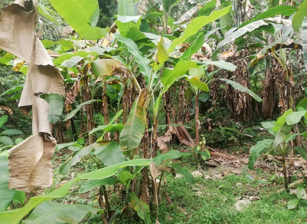Banana tree growth fresh on banana plantation