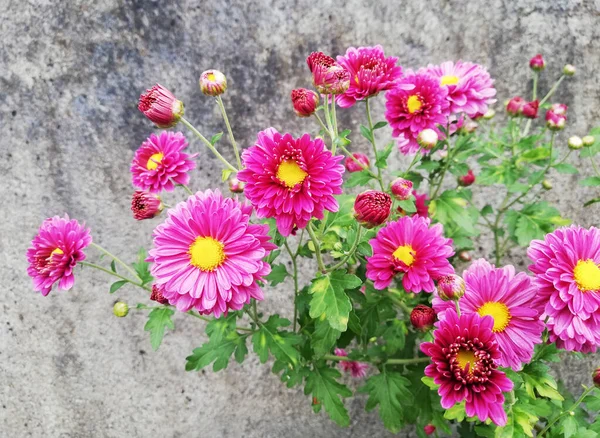 Groups Red Flower Grey Wall Background — Fotografia de Stock