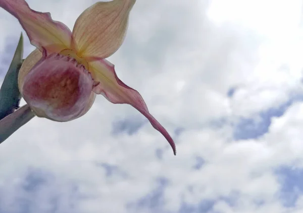 Small Close Orchid Sky Clouds — kuvapankkivalokuva