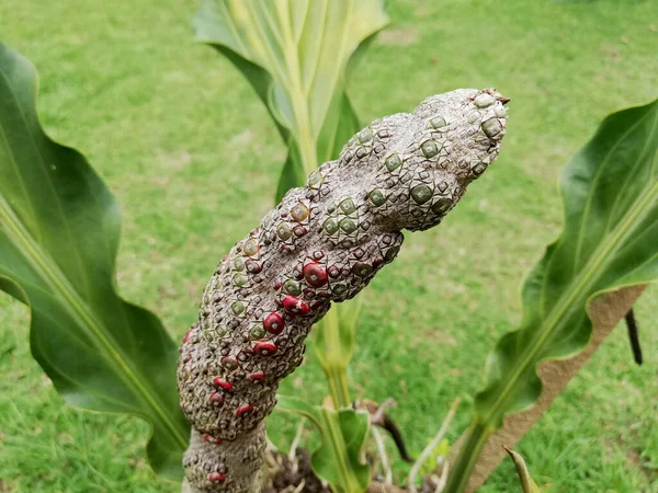 Garden Plant Isolated Nature Green Background — 스톡 사진