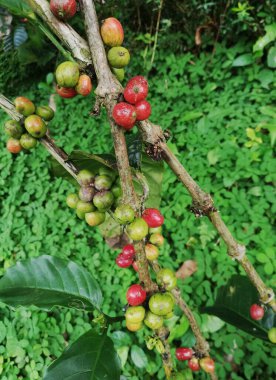Coffee beans growth fresh on the tree