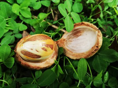 Nutmeg baharatları yakın plan doğa arkaplanında