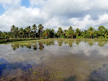 Rice paddy field during a good 