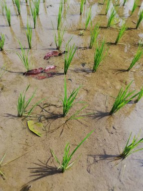 Jatiluwih rice terrace at Tabanan regency of Bali Indonesia