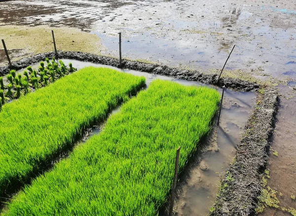 Rice Paddy Field Good — Fotografia de Stock