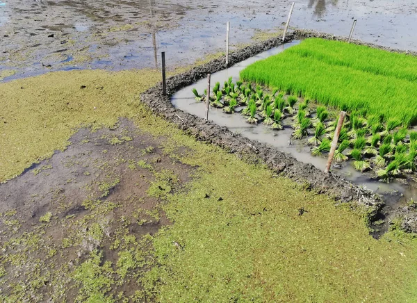 Rice Paddy Field Good — Stockfoto