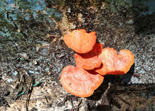 Рост Диких Апельсиновых Грибов Природе — стоковое фото