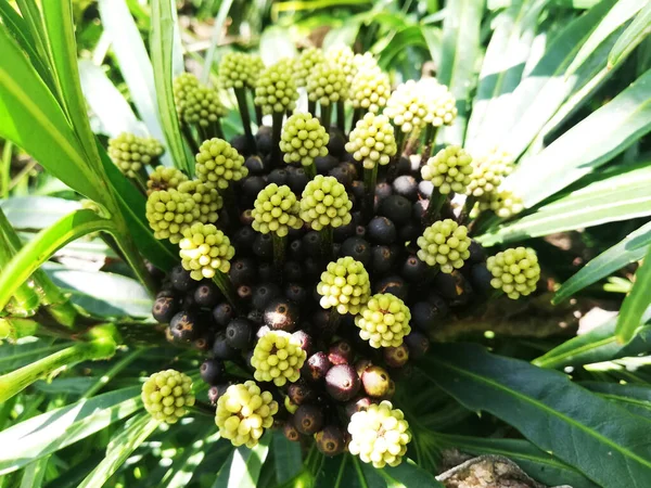 Groupes Fleurs Vertes Isolés Sur Fond Nature — Photo