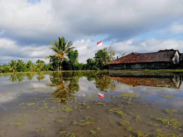 Rice Paddy Field Good — Fotografia de Stock