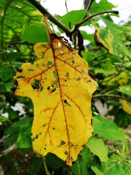 Stary Żółty Liść Wiszący Drzewie Bliska — Zdjęcie stockowe
