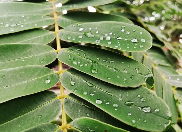 Quelques Gouttes Eau Sur Les Feuilles Ggreen — Photo