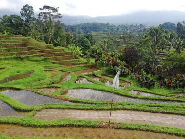 Jatiluwih Rice Terrace Tabanan Regency Bali Indonesia — Fotografia de Stock