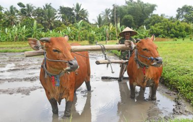 BALI, INDONEZYA -25 Ağustos 2022: Balili çiftçi ayakta duruyor ve tarlayı hazırlamak için iki kızıl inekle birlikte çalışıyor