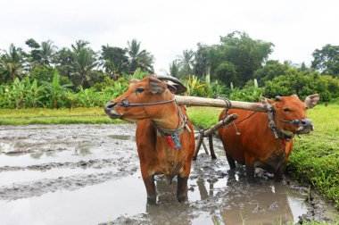 BALI, INDONEZYA -25 Ağustos 2022: Balili çiftçi ayakta duruyor ve tarlayı hazırlamak için iki kızıl inekle birlikte çalışıyor