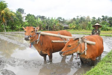 BALI, INDONEZYA -25 Ağustos 2022: Balili çiftçi ayakta duruyor ve tarlayı hazırlamak için iki kızıl inekle birlikte çalışıyor
