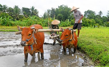 BALI, INDONEZYA -25 Ağustos 2022: Balili çiftçi ayakta duruyor ve tarlayı hazırlamak için iki kızıl inekle birlikte çalışıyor