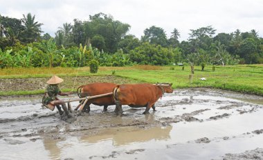 BALI, INDONEZYA -25 Ağustos 2022: Balili çiftçi ayakta duruyor ve tarlayı hazırlamak için iki kızıl inekle birlikte çalışıyor