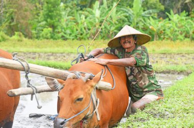 BALI, INDONEZYA -25 Ağustos 2022: Balili çiftçi ayakta duruyor ve tarlayı hazırlamak için iki kızıl inekle birlikte çalışıyor