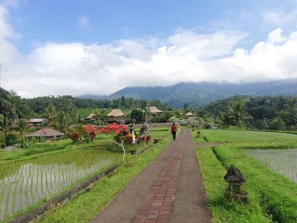 印度支那 2022年8月11日 巴厘岛塔巴纳省的Jatiluwih稻田 在阳光明媚 天气晴朗的情况下种植小米 是岛上著名的旅游胜地 — 图库照片
